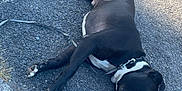 Kimo participe au concours pour gagner de l'argent avec cette photo : dog, black_dog, leash, collar, asphalt, road, curb, sidewalk, lying_down, relaxed, outdoor, daylight, shadow, pavement, pet, animal, sleeping, resting, white_markings, closeup