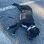 dog, black_dog, leash, collar, asphalt, road, curb, sidewalk, lying_down, relaxed, outdoor, daylight, shadow, pavement, pet, animal, sleeping, resting, white_markings, closeup