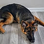 Roxie joined the competition — help win amazing prizes! animal, black, brown, calm, canine, companion, cute, dog, domestic_animal, ears, floor, fur, german_shepherd, indoor, looking_up, lying_down, pet, resting, tail, wooden_floor