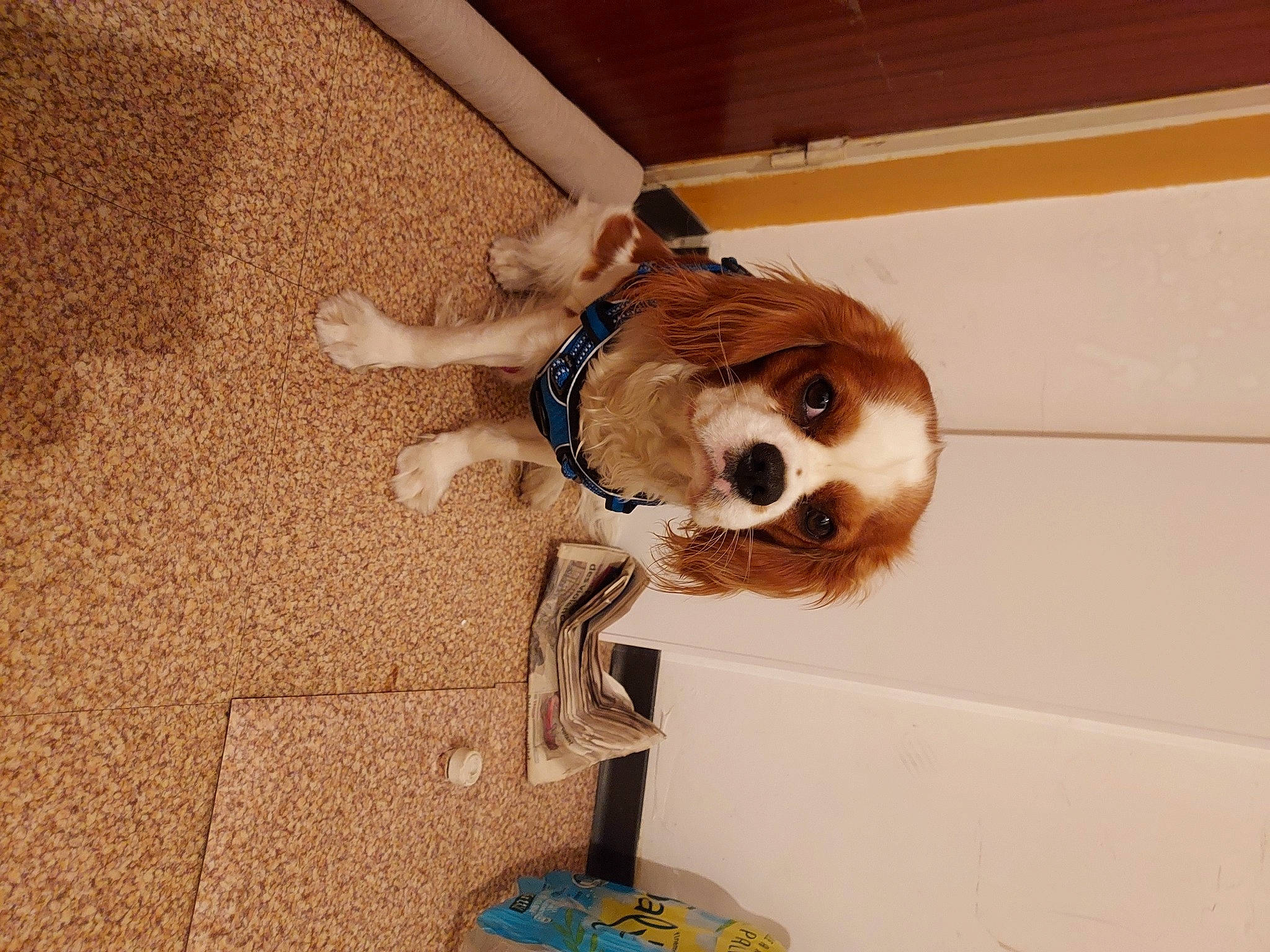 Tchoupy participe au concours pour gagner de l'argent avec cette photo : canidae, carnivore, collar, companion_dog, dog, dog_breed, dog_collar, dog_supply, fawn, flooring, fur, hardwood, pet_supply, snout, sporting_group, tail, toy, whiskers, wood, working_animal