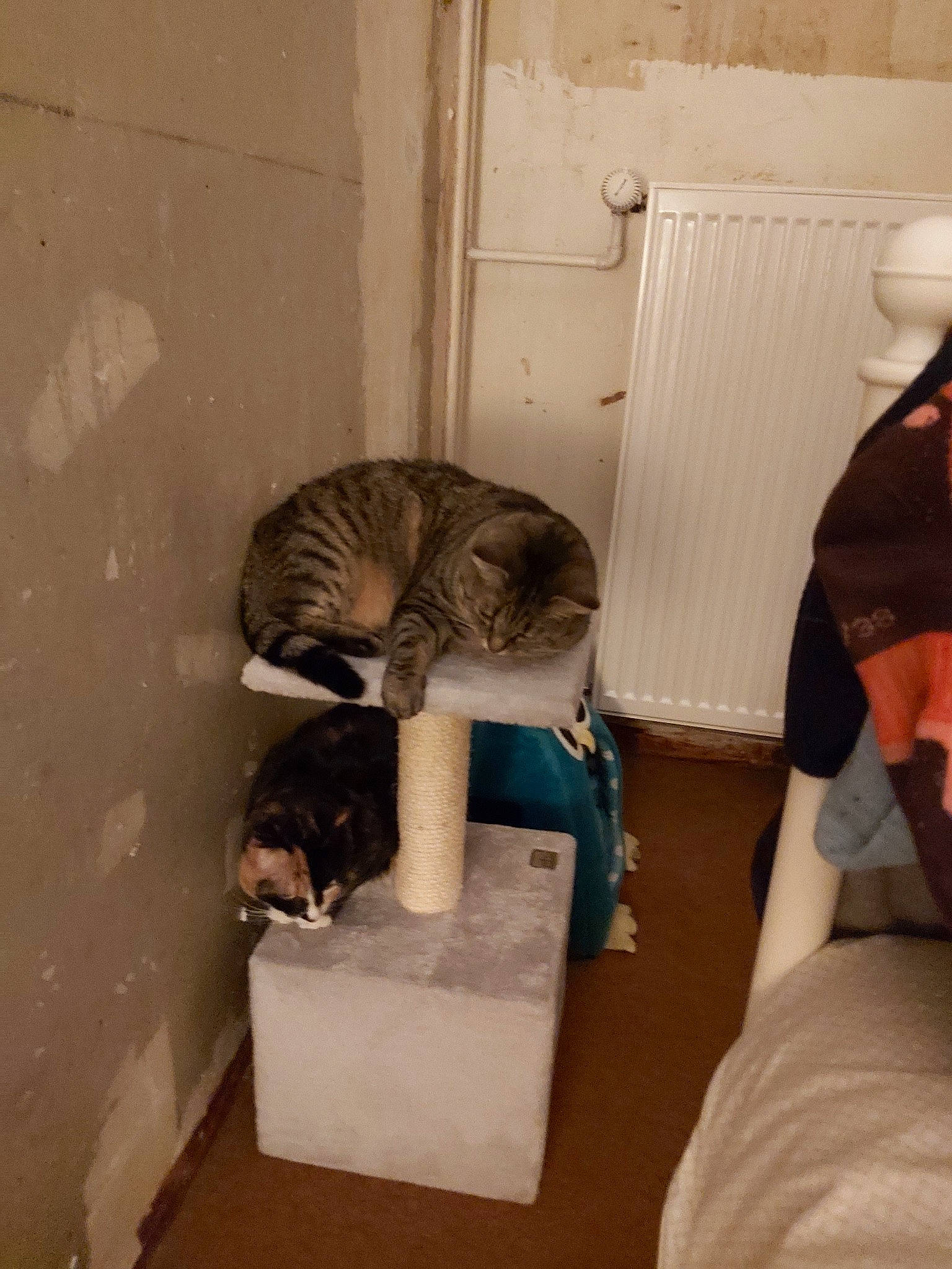 Caline Et Noisette participe au concours pour gagner de l'argent avec cette photo : carnivore, cat, fawn, felidae, kitten, small_to_medium_sized_cats