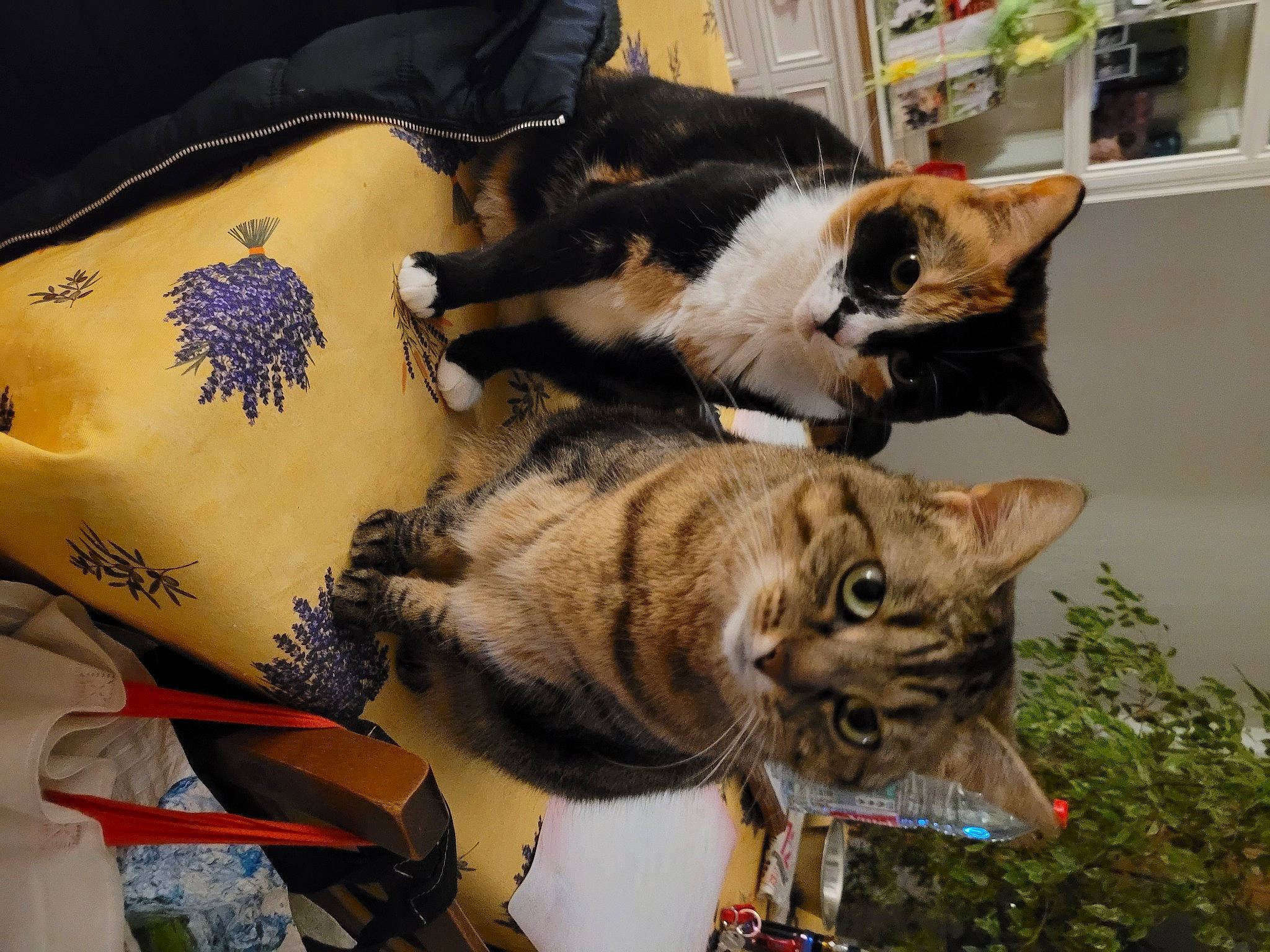 Caline Et Noisette a rejoint le concours — aidez-le/la à gagner de superbes lots ! art, carnivore, cat, comfort, domestic_short_haired_cat, felidae, fur, houseplant, linens, paw, plant, small_to_medium_sized_cats, tail, tree, whiskers, wood