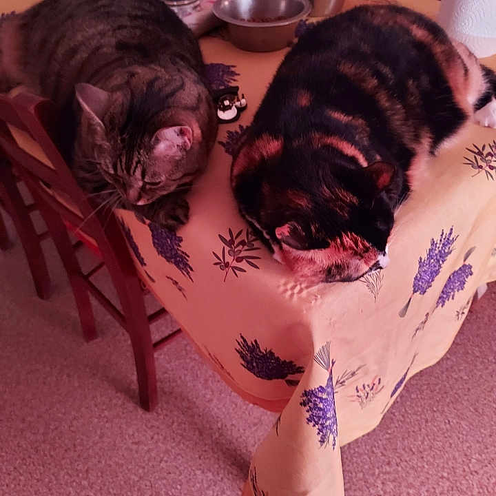 Caline Et Noisette