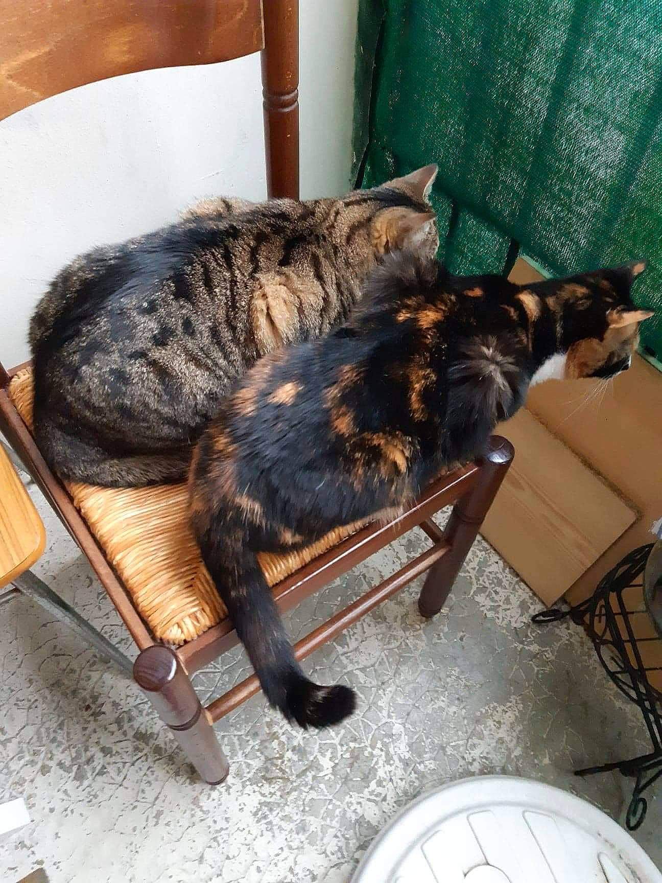 Caline Et Noisette a rejoint le concours — aidez-le/la à gagner de superbes lots ! carnivore, cat, domestic_short_haired_cat, dragon_li, european_shorthair, felidae, fur, kitten, nap, small_to_medium_sized_cats, tabby_cat, tail, whiskers