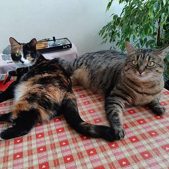 Caline Et Noisette