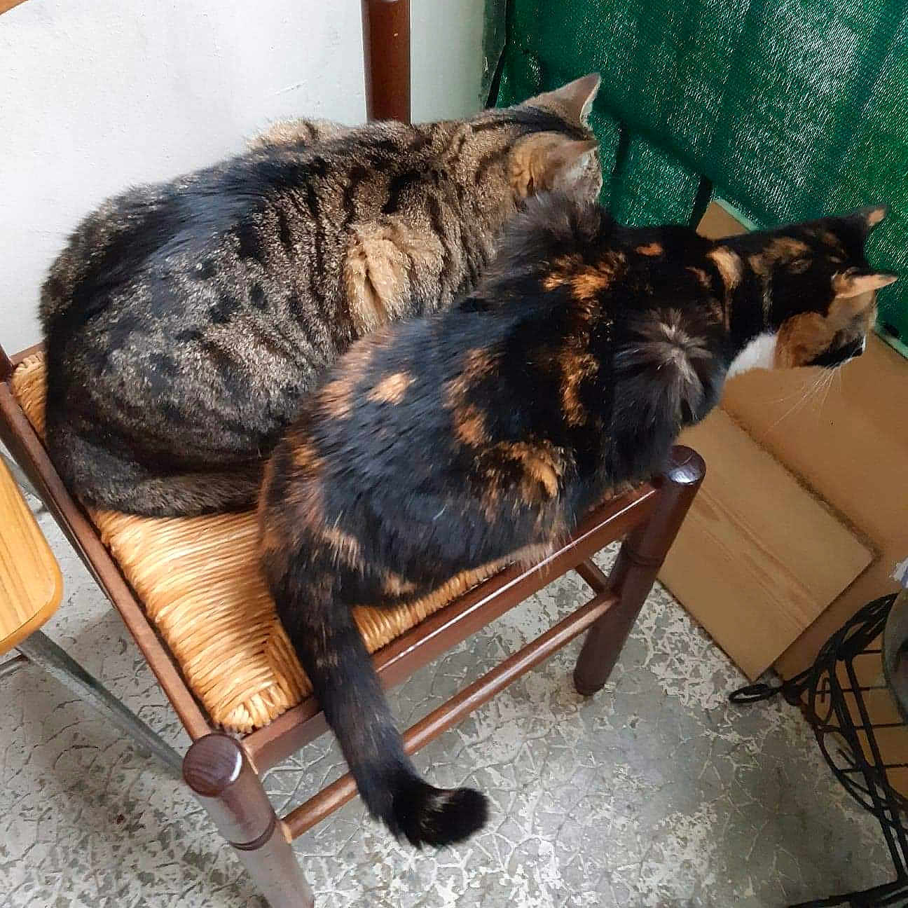 Noisette Et Caline