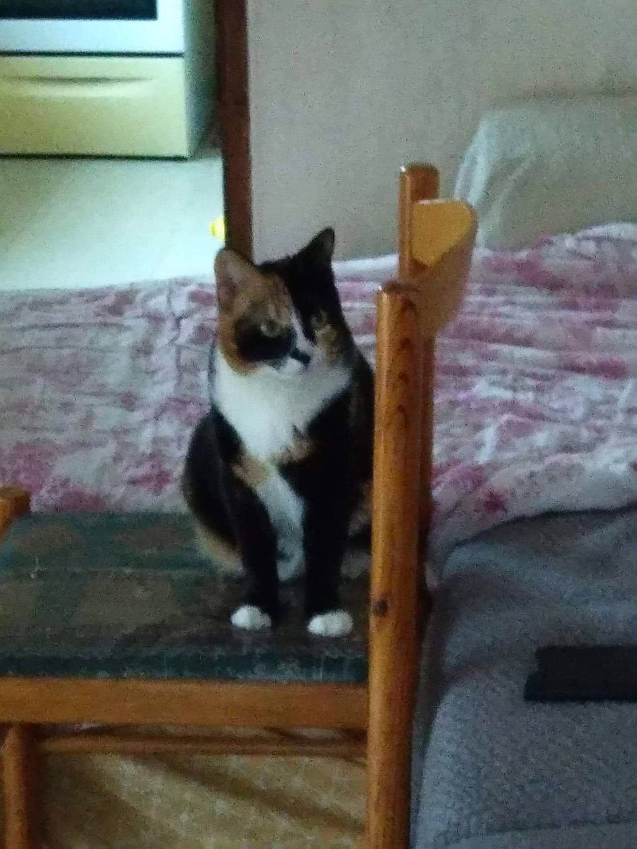 Noisette participe au concours pour gagner de l'argent avec cette photo : carnivore, cat, chair, domestic_short_haired_cat, felidae, furniture, hardwood, kitten, polydactyl_cat, small_to_medium_sized_cats, table, tail, whiskers, wood