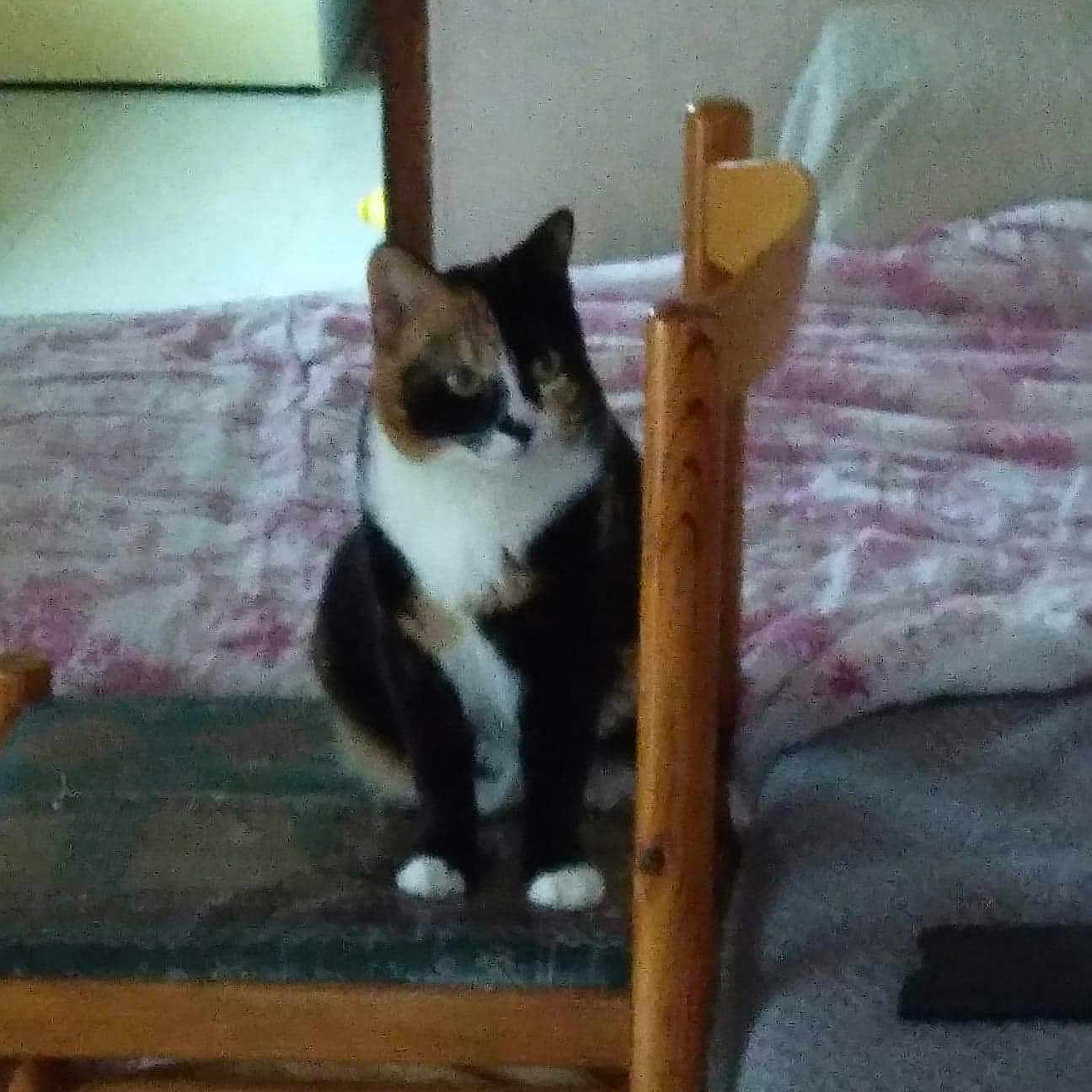 Noisette