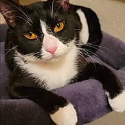 G G is registered to the contest to win money with this photo: animal, cat, close_up, cute, domestic_cat, ears, feline, fur, indoor, looking_at_camera, orange_eyes, paws, pet, pink_nose, purple_cat_tree, relaxed, resting, soft_furniture, tuxedo_cat, whiskers