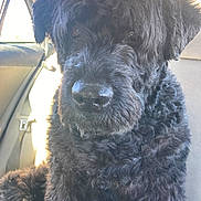 Jamie Morris is registered to the contest to win money with this photo: dog, black_dog, curly_fur, pet, animal, car_interior, window, seat, sunlight, close_up, portrait, furry, cute, domestic_animal, canine, indoor, sitting, face, nose, ears