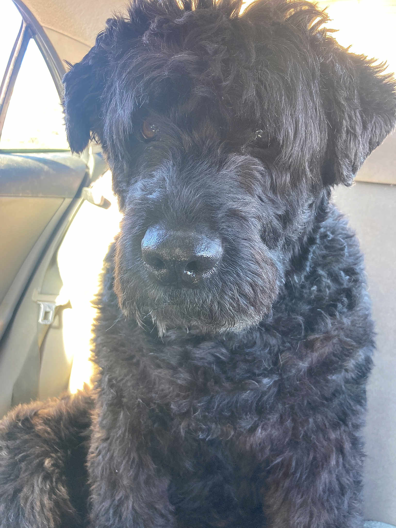 Jamie Morris is registered to the contest to win money with this photo: dog, black_dog, curly_fur, pet, animal, car_interior, window, seat, sunlight, close_up, portrait, furry, cute, domestic_animal, canine, indoor, sitting, face, nose, ears