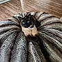 cat, siamese_cat, blue_eyes, fur_blanket, plush, indoor, wooden_floor, relaxed, pet, animal, feline, collar, bell, home, cozy, resting, cute, portrait, domestic_cat, fluffy