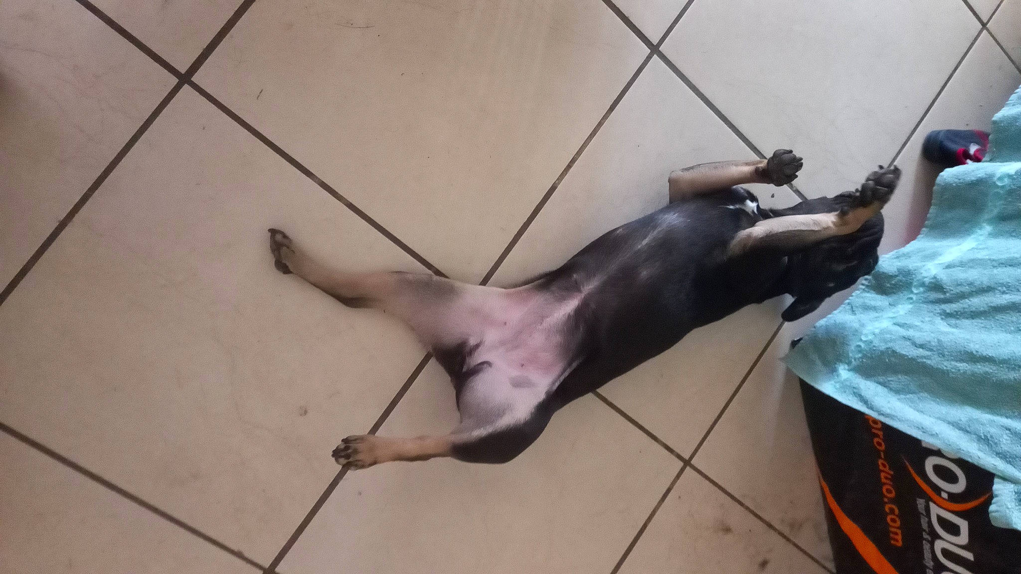 Louna a rejoint le concours — aidez-le/la à gagner de superbes lots ! art, canidae, carnivore, collar, companion_dog, dog, dog_breed, fawn, floor, flooring, foot, hardwood, human_leg, leash, metal, sculpture, snout, sporting_group, tail, thigh