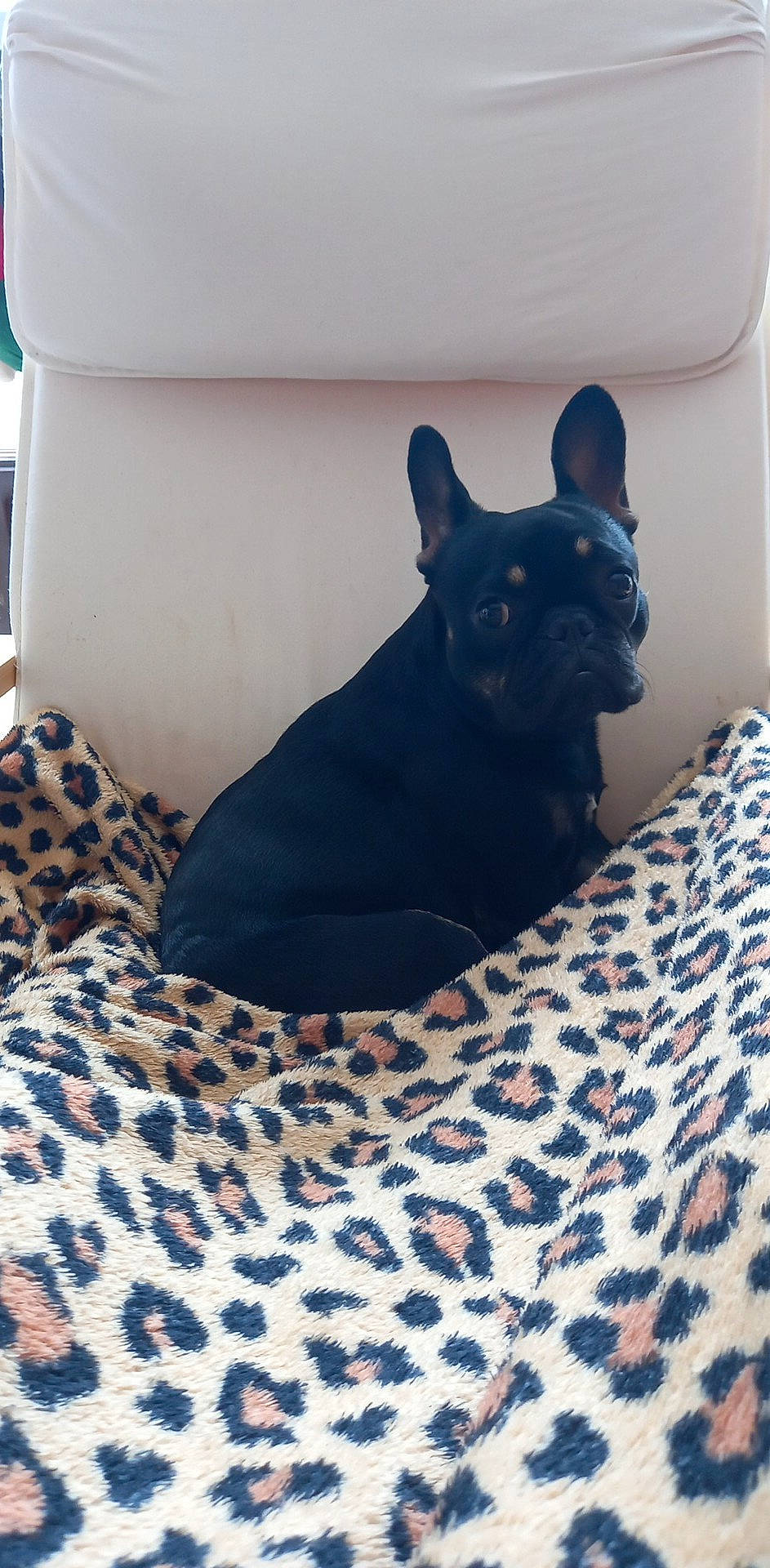 Louna participe au concours pour gagner de l'argent avec cette photo : bed, bedding, bedroom, black_cat, carnivore, comfort, companion_dog, dog, dog_breed, fawn, felidae, grey, linens, room, small_to_medium_sized_cats, snout, tail, terrestrial_animal, whiskers, working_animal