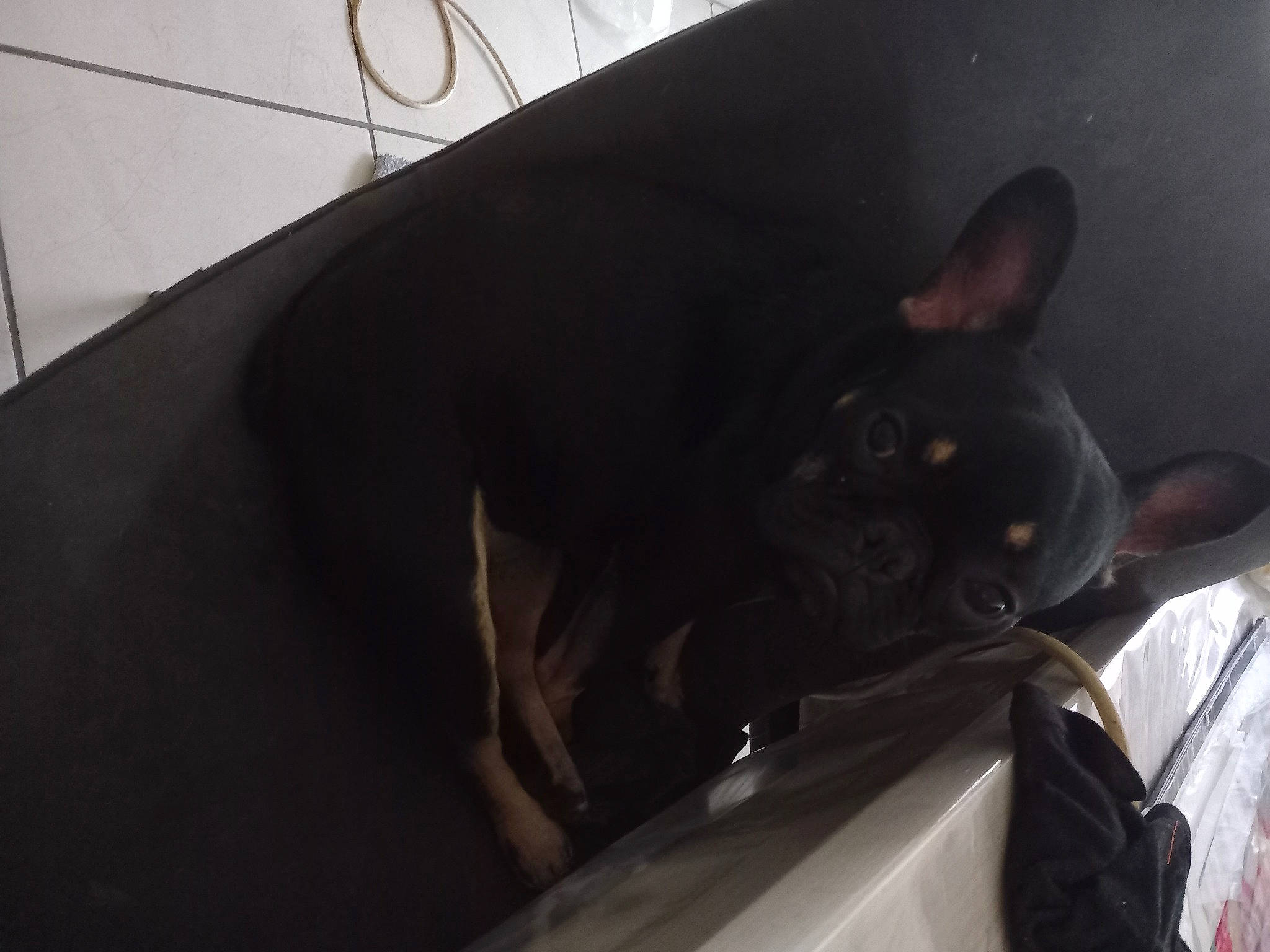 Louna participe au concours pour gagner de l'argent avec cette photo : auto_part, automotive_design, automotive_exterior, automotive_lighting, automotive_window_part, bumper, canidae, carnivore, dog_breed, family_car, felidae, hood, motor_vehicle, personal_luxury_car, small_to_medium_sized_cats, snout, tail, vehicle_door, whiskers, windshield