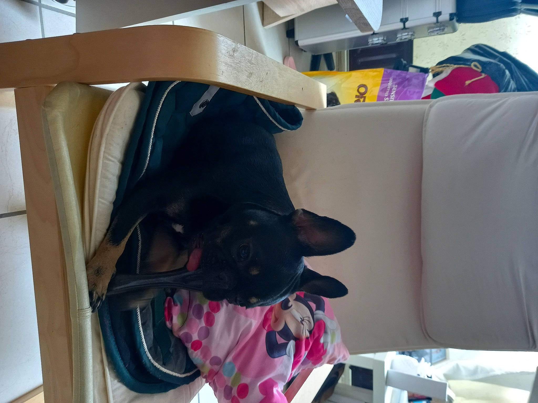 Louna a rejoint le concours — aidez-le/la à gagner de superbes lots ! canidae, carnivore, collar, comfort, companion_dog, dog, dog_breed, fashion_accessory, felidae, magenta, mammal, party_hat, purple, room, small_to_medium_sized_cats, snout, sporting_group, tail, umbrella, working_animal