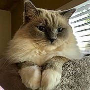 Alexandra is registered to the contest to win money with this photo: cat, fluffy, pet, animal, feline, indoor, cozy, bed, resting, closeup, soft, whiskers, ears, paws, portrait, window, blinds, fur, relaxed, cute