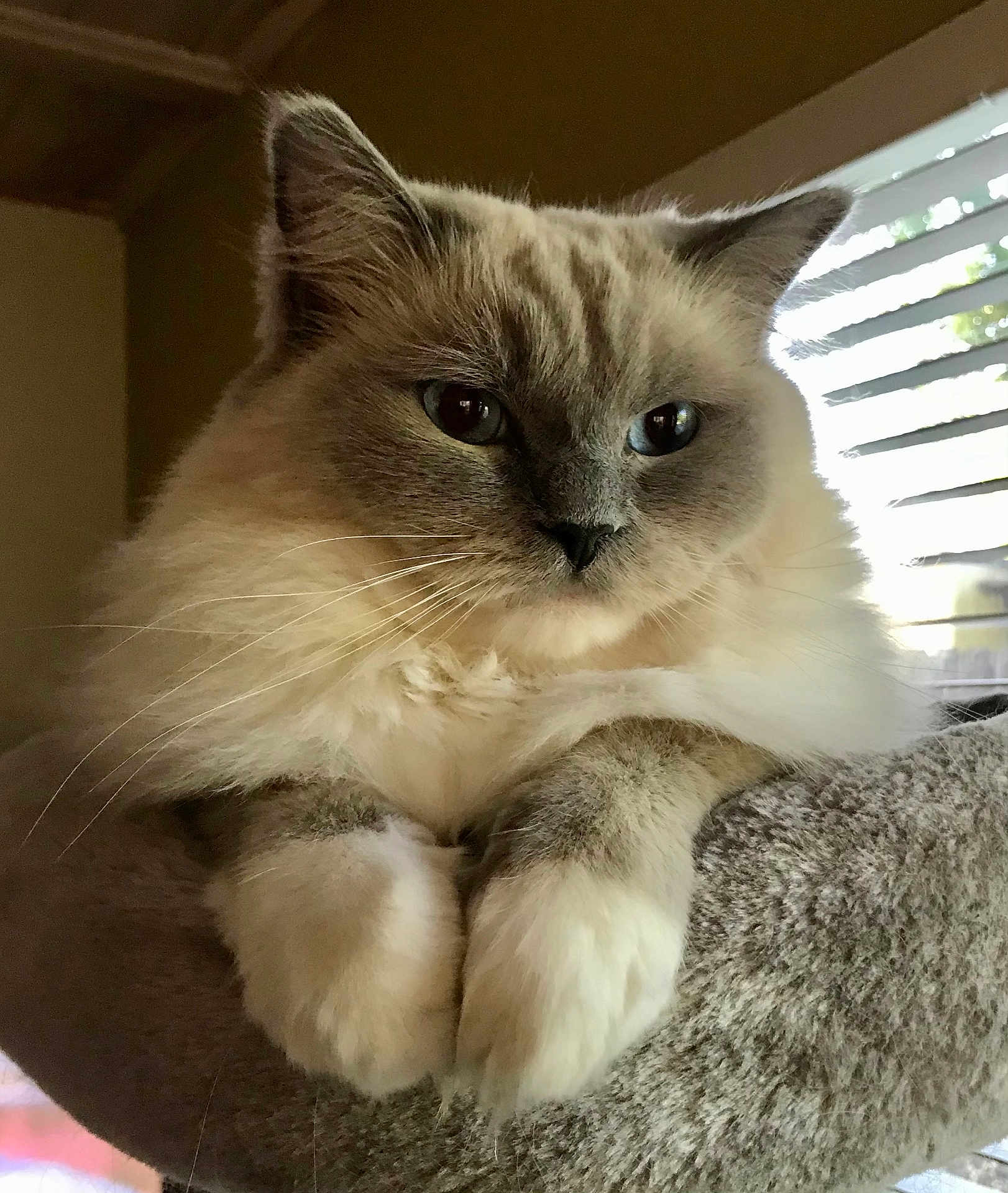 Alexandra is registered to the contest to win money with this photo: cat, fluffy, pet, animal, feline, indoor, cozy, bed, resting, closeup, soft, whiskers, ears, paws, portrait, window, blinds, fur, relaxed, cute
