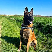 Kushi participe au concours pour gagner de l'argent avec cette photo : dog, belgian_malinois, grass, field, blue_sky, sunny, outdoor, canine, pet, animal, nature, sitting, tongue_out, daytime, collar, leash, path, greenery, alert, ears_up