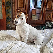 Marcello participe au concours pour gagner de l'argent avec cette photo : animal, bed, bedroom, blanket, cabinet, canine, closet, couch, cupboard, dog, furniture, homedecor, hound, indoors, interiordesign, linen, pet, pointer, room, wood