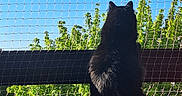 Vinnie participe au concours pour gagner de l'argent avec cette photo : animal, balcony, black_cat, blue_sky, cat, daylight, fence, fur, greenery, nature, netting, outdoor, peaceful, pet, silhouette, sky, sunlight, table, tail, trees