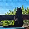 animal, balcony, black_cat, blue_sky, cat, daylight, fence, fur, greenery, nature, netting, outdoor, peaceful, pet, silhouette, sky, sunlight, table, tail, trees