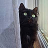 Vinnie participe au concours pour gagner de l'argent avec cette photo : animal, black_cat, cat, close_up, cozy, curious, curtain, feline, green_eyes, houseplant_shadow, indoor, long_hair, looking_up, natural_light, pet, quiet, shadow, whiskers, window, windowsill