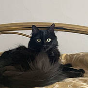 Vinnie a rejoint le concours — aidez-le/la à gagner de superbes lots ! animal, bed, bedspread, black_cat, cat, comfortable, curious, domestic_cat, ears, feline, fluffy, fur, green_eyes, head, indoor, looking, pet, resting, tail, whiskers