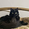 animal, bed, bedspread, black_cat, cat, comfortable, curious, domestic_cat, ears, feline, fluffy, fur, green_eyes, head, indoor, looking, pet, resting, tail, whiskers