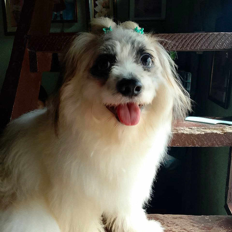 Roku is registered to the contest to win money with this photo: animal, brown, companion, cute, dog, domestic_animal, fluffy, friendly, fur, hair_clips, happy, indoors, pet, portrait, sitting, smiling, staircase, tongue_out, white, wood