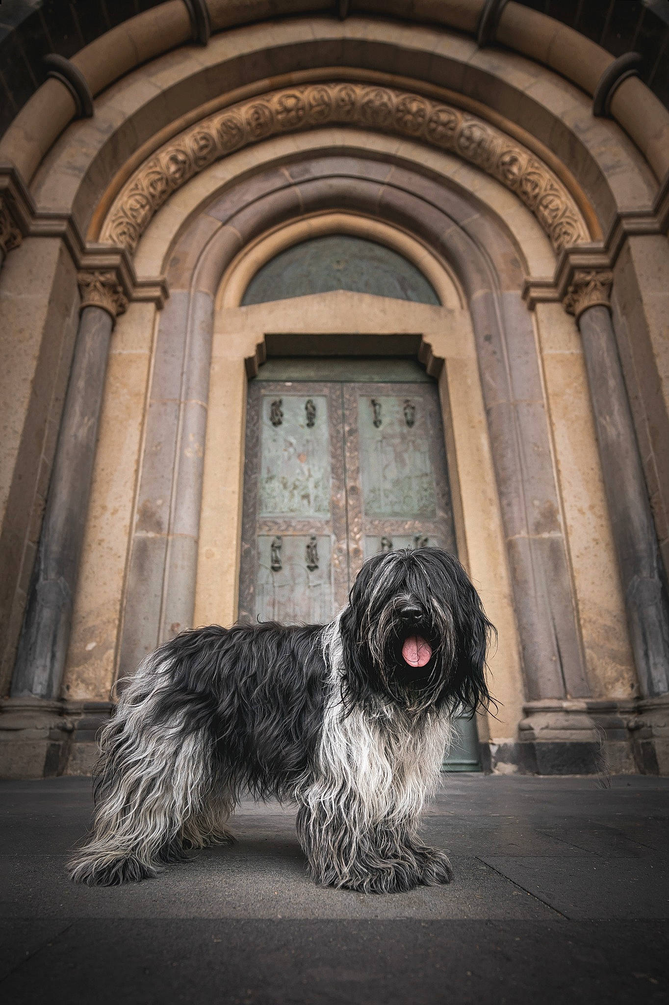 Rose a rejoint le concours — aidez-le/la à gagner de superbes lots ! arch, art, canidae, carnivore, classical_architecture, column, companion_dog, darkness, dog, dog_breed, facade, fur, gothic_architecture, grey, medieval_architecture, monochrome, schnauzer, sporting_group, symmetry, toy_dog