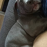 Spookie a rejoint le concours — aidez-le/la à gagner de superbes lots ! puppy, dog, sleeping, gray, fur, cute, pet, animal, cozy, resting, closeup, indoors, young, canine, snout, relaxation, soft, companion, adorable, nap