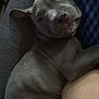 animal, blue_pillow, closeup, comfort, companion, couch, cute, dog, domestic, friendship, fur, gray, indoor, pet, puppy, relaxed, resting, sleepy, snuggle, soft