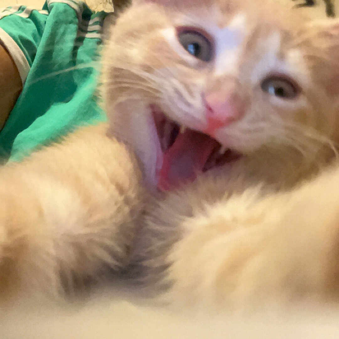 Athena participe au concours pour gagner de l'argent avec cette photo : animal, cat, close_up, cute, ears, expression, face, fur, furry, green_shirt, happy, indoor, kitten, mouth_open, person, pet, playful, portrait, whiskers, young