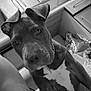 animal, background, black_and_white, cabinet, cat, chain_collar, clutter, curious, dog, domestic, ears, floor, furniture, indoor, kitchen, looking, peeking, pet, portrait, white_patch