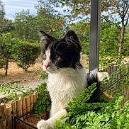 Panda a rejoint le concours — aidez-le/la à gagner de superbes lots ! cat, black_and_white, plant, greenery, balcony, outdoor, nature, feline, pet, curious, leaf, fur, whiskers, tree, sky, daylight, animal, portrait, garden, relaxed