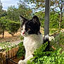 cat, black_and_white, plant, greenery, balcony, outdoor, nature, feline, pet, curious, leaf, fur, whiskers, tree, sky, daylight, animal, portrait, garden, relaxed