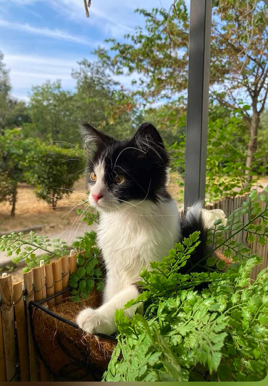 Panda a rejoint le concours — aidez-le/la à gagner de superbes lots ! cat, black_and_white, plant, greenery, balcony, outdoor, nature, feline, pet, curious, leaf, fur, whiskers, tree, sky, daylight, animal, portrait, garden, relaxed