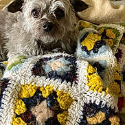Rapunzel joined the competition — help win amazing prizes! animal, beige, blanket, brown, closeup, comfort, cozy, crochet, curious, cute, dog, ears, face, fluffy, fur, indoor, knit, pet, resting, soft