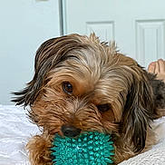 Rex is registered to the contest to win money with this photo: dog, toy, ball, bed, white_bedspread, indoor, pet, cute, fur, brown_fur, small_dog, relaxed, playing, chewing, closeup, face, ears, paw, home, cozy