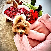 Luna Star is registered to the contest to win money with this photo: blanket, carpet, cozy, cute, dog, festive, fur, green_toy, holiday_outfit, home, indoor, orange_toy, pet, pink_blanket, playful, puppy, red_dress, small_dog, tongue_out, toy