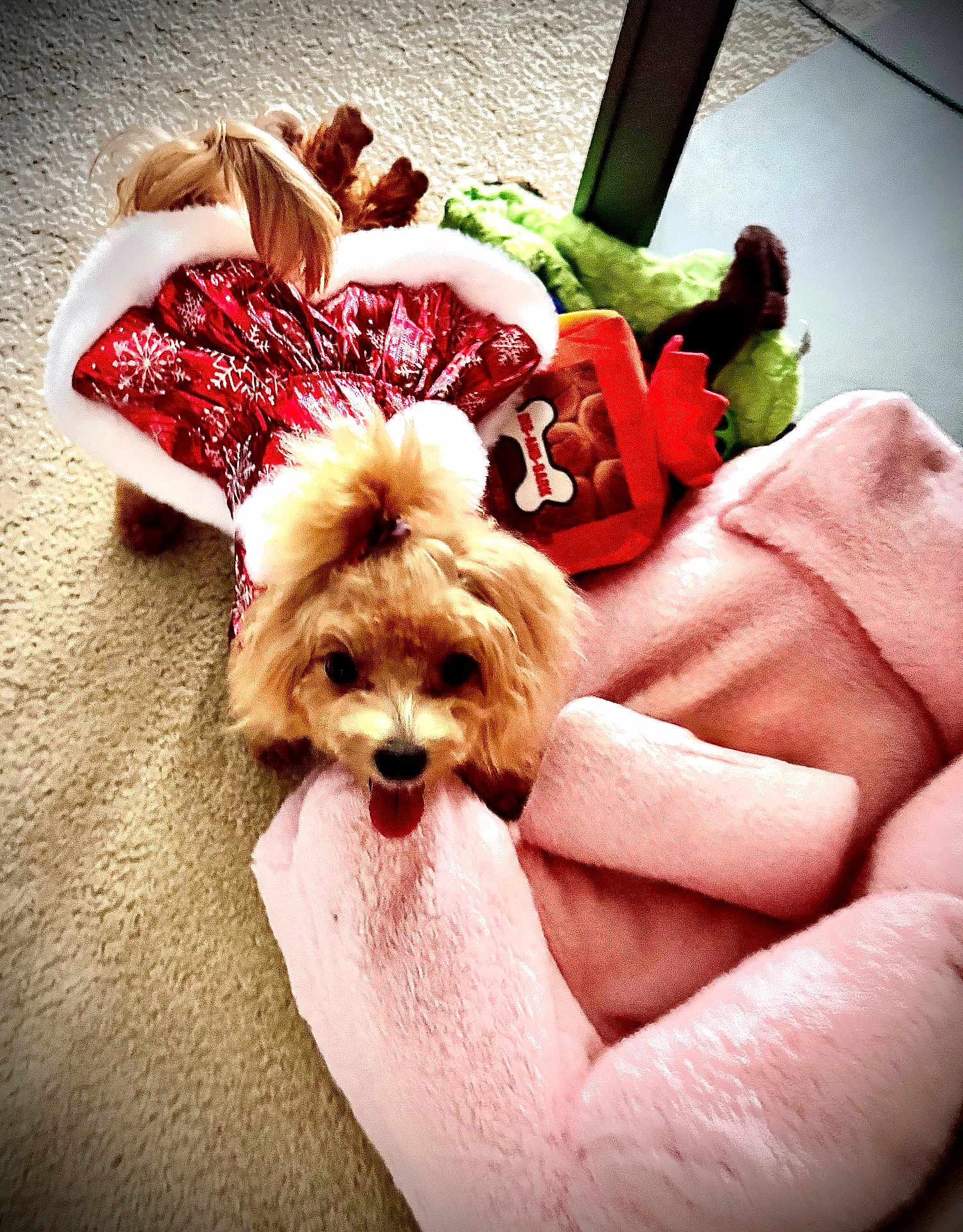 Luna Star is registered to the contest to win money with this photo: blanket, carpet, cozy, cute, dog, festive, fur, green_toy, holiday_outfit, home, indoor, orange_toy, pet, pink_blanket, playful, puppy, red_dress, small_dog, tongue_out, toy