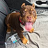 puppy, dog, brown_fur, white_chest, pink_tongue, floppy_tongue, pointed_ears, short_hair, sitting, happy, panting, pet, car, car_interior, front_seat, blanket, water_bottle, red_collar, close_up, animal_portrait