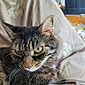 Lil Girl is registered to the contest to win money with this photo: animal, blanket, cat, close_up, cozy, cute, domestic_cat, door, embroidery, fur, furniture, green_eyes, household, indoor, mammal, pet, portrait, relaxing, tabby_cat, whiskers