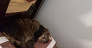 Lil Girl joined the competition — help win amazing prizes! bedroom, brown, calm, cat, cozy, domestic_animal, furniture, furry, home, indoor, pet, pillow, quiet, relaxing, resting, shelf, sleeping, soft_lighting, tabby, white