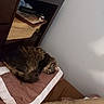 bedroom, brown, calm, cat, cozy, domestic_animal, furniture, furry, home, indoor, pet, pillow, quiet, relaxing, resting, shelf, sleeping, soft_lighting, tabby, white