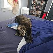 Lil Girl joined the competition — help win amazing prizes! cat, bed, blanket, blue, tabby, feline, indoor, window, curtain, shelf, dvd, photoframe, furniture, relaxed, pet, cozy, room, sleepy, stretching, home