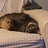 Lil Girl is registered to the contest to win money with this photo: cat, furniture, striped_couch, cushion, indoor, pet, feline, relaxed, lying_down, fur, domestic_animal, cozy, striped_fabric, curious, looking_up, home, soft_lighting, tabby_cat, whiskers, paws