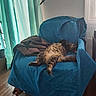 blue, cat, chair, comfortable, cozy, curtains, daylight, domestic, fluffy, furniture, home, indoor, jacket, pet, relaxing, rest, sleeping, tabby, window, wooden_floor