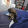 bed, blanket, bookshelf, cat, cozy, curtain, dvd, frame, fur, furniture, home, indoor, pet, photograph, relaxing, room, sheet, sleepy, tabby_cat, window
